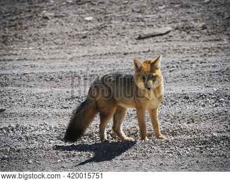 Closeup View Of Andean Fox Culpeo Lycalopex Culpaeus Wildlife Animal In Bolivia Chile Atacama Desert