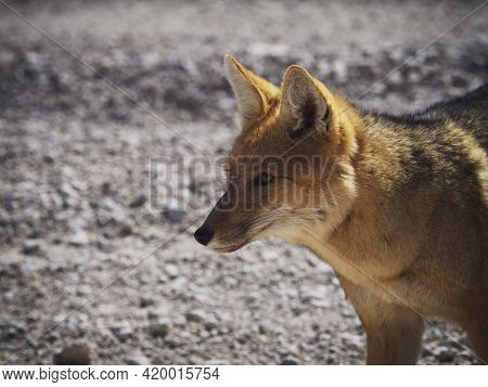 Closeup View Of Andean Fox Culpeo Lycalopex Culpaeus Wildlife Animal In Bolivia Chile Atacama Desert