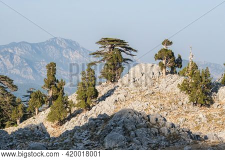 Lebanese Cedar trees at the slopes of Tahtali mountain at Lycian way trekking way in Turkey