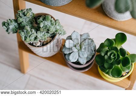 Many Indoor Plants In White, Gray And Yellow Pots.