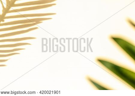 Abstract Shadow Summer Background. Plant Leaf Shadows On White Wall In Abstract Tropical Sunlight Te