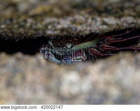 Closeup View Of Purple Rock Crab Leptograpsus Variegatus Wildlife Animal Hiding Between Two Rocks At