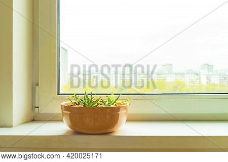 Succulent House Plants In Ceranic Flower Pot On White Window Sill On Blurred City Background. Home G