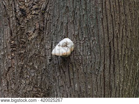 Tree Bark With Tinder Fungus.diseases Of Deciduous Trees