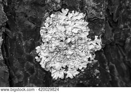 Close-up Of Lichen Flavoparmelia Caperata On Pine Bark