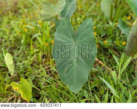 Cocoyam Leaf In The Garden Background Sunset