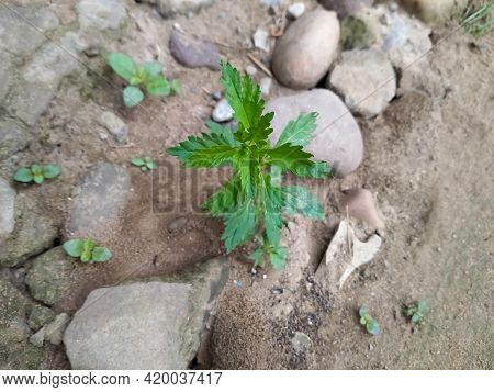 Gypsywort Tree In The Garden Healthy Medicine