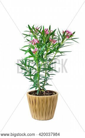 Oleander Or Sweet Oleander Well Nkow As Rose Bay (nerium Oleander L.). Pink Flower Blooming In Black