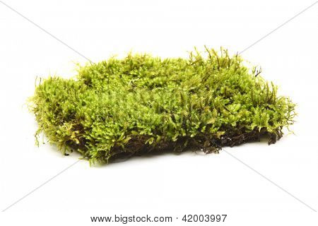 Yeşil yosun beyaz zemin üzerine