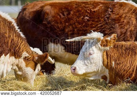 Young Chandler Herefords Cow Portrait. Brown And White Paint Cow. Cute Orange Cow With White Head