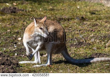 The Agile Wallaby, Macropus Agilis Also Known As The Sandy Wallaby Is A Species Of Wallaby Found In 