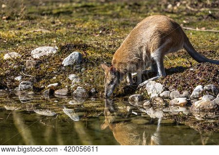 The Agile Wallaby, Macropus Agilis Also Known As The Sandy Wallaby Is A Species Of Wallaby Found In 