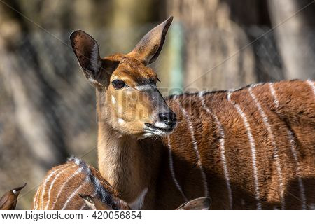 The Nyala, Tragelaphus Angasii Is A Spiral-horned Antelope Native To Southern Africa. It Is A Specie