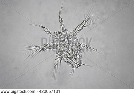 Nauplius Larva In Water Enlarged Under Microscope.