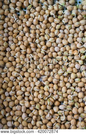 Germination Of Seeds In A Special Tray. Tray With Grid For Microgreening. Pea Seeds With Sprouts, Su