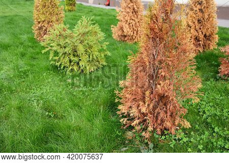 Brown, Dead Arborvitae Trees, Thuja On A Green Lawn. A Newly Planted Arborvitae Is Dying. Arborvitae