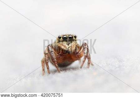 Jumping Spider On Fabric In The House. Home Spider On Sofa With White Background.