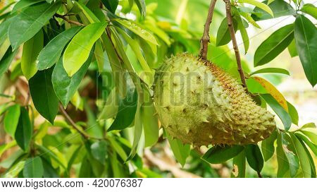 Green Soursop Fruit Hanging On A Soursop Tree.