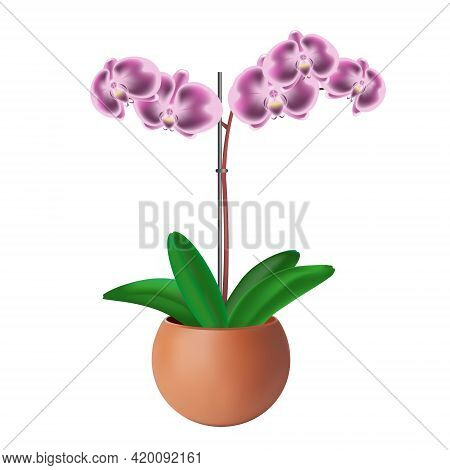 Orchid Purple Houseplant. Set Of Flowers With Buds, Green Leaves, Stem Growing In A Clay Pot. Botani