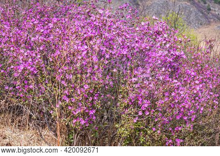 Beautiful Spring Floral Background With Bright Purple Rhododendron Flowers (rhododendron Ledebour) A
