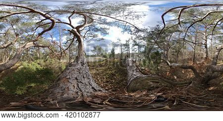 Pine Forest Trees And Branches, Blue Sky, 360 Vr