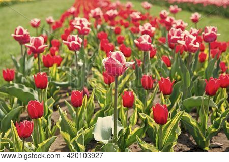 Spring Floral Background. Netherlands Countryside. Tulips In Garden. Magic Spring Landscape With Flo