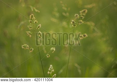 Evening Summer Cocksfoot Grasses On The Blurred Background Closeup