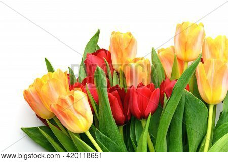 Bouquet Of Yellow And Red Tulips Isolated On White Background. Spring And Summer Backdrop. Mother\'s