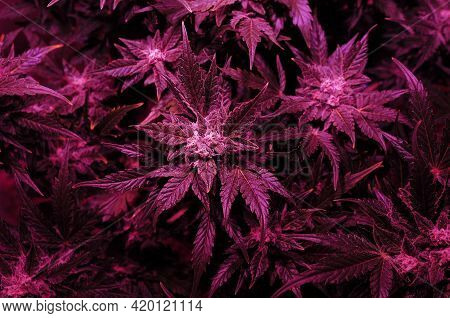 Cannabis Bush Close-up In Grow Box With Led Phyto Lamp. Pink Neon Grow Light. Micro Growing.