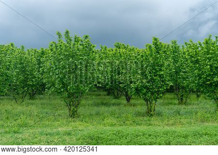Rows Of Hazelnut Plantation In Samegrelo Region. Georgia.