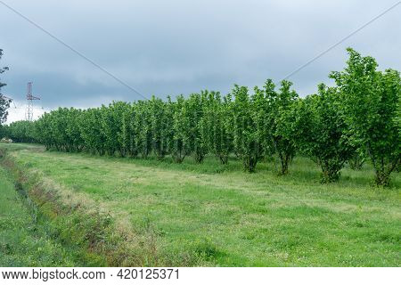 Rows Of Hazelnut Plantation In Samegrelo Region. Georgia.