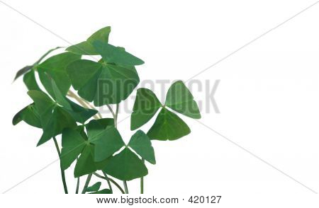 Shamrocks