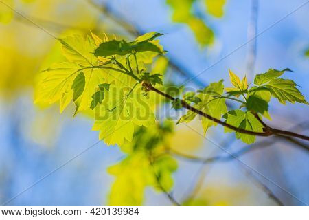 Acer Negundo Maple Or American (acer Negundo). Spring In Russia