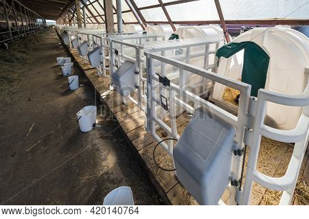 White Plastic Calfhutch On Straw. Little Calf Standing In Cage In Livestock Barn On Daity Farm. Catt