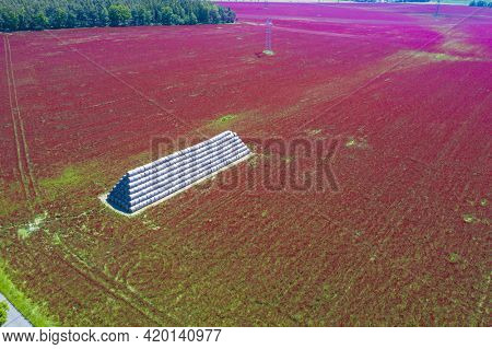 Red blooming crimson clover field (Trifolium incarnatum) and heap of bales seen from above