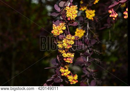 Berberis , Japanese Barberry Ornamental Flowering Shrub, Beautiful Small Yellow Petal Flowers In Blo