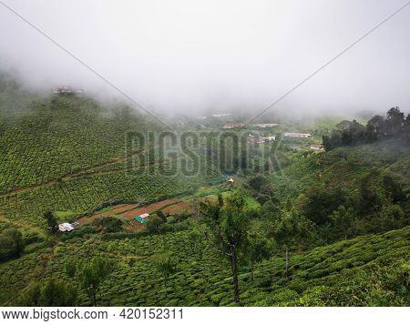 View Of Beautiful Tea Estates In Nilgiri Mountains In Tamilnadu, India