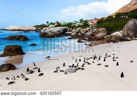 Travel to an Exotic Land. Scenic Penguin Conservation Area near Cape Town. South Africa. Spectacled penguin is a kind, trusting bird that lives on Penguin Beach
