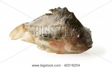 Cyclopterus Lumpus, pinagor