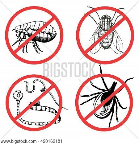 Set Of Ink Drawn Pests, Worm, Fly, Flea, Mite. Vector Illustration.