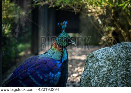 Portrait Of An Incredibly Beautiful Himalayan Monal, Wildlife