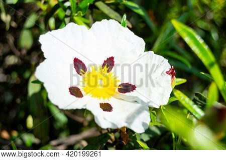 Close-up Of The Sticky Rockrose Flower, With White And Purple Petals On A Background Of Grass In A P