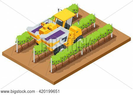 Isometric Mechanical Grape Harvester Works By Beating The Vine With Rubber Sticks To Get The Vine To