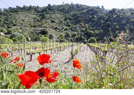 Red Poppies Bloom On Blurred Background Of Vineyards And Hills. Concept Of Terroir, Natural Springs 