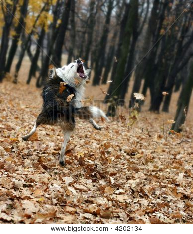 Foto de cão Jamping em uma folha de outono