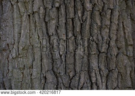 Stock Photo Of Oak Tree Bark, Wood Texture