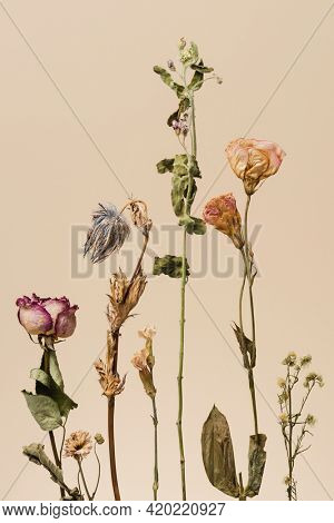 Dried flowers on a beige background