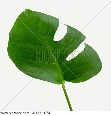 Monstera delicosa plant leaf  on a white background