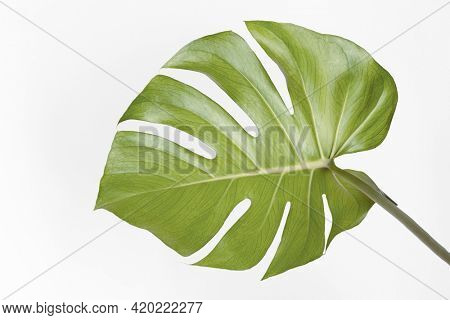 Monstera delicosa plant leaf on an off white background