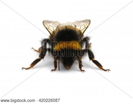 Buff-tailed bumblebee, Bombus, isolated on white background